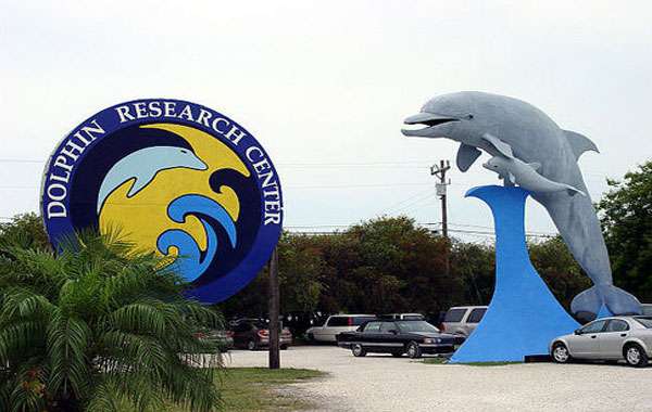 Patna to Become Asia's First Dolphin Research Centre