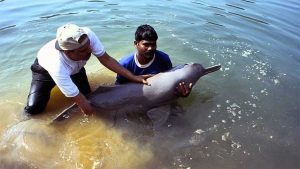 India's and Asia's first Dolphin Research Centre to come up soon in Patna